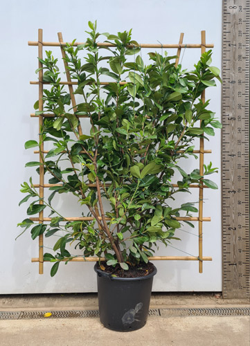 Pleached Cherry Laurel Trees - Special Offer, Buy Online UK