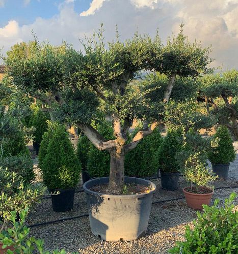 Pom Pom Olive Tree. Mature Topiary Olive Trees for Sale