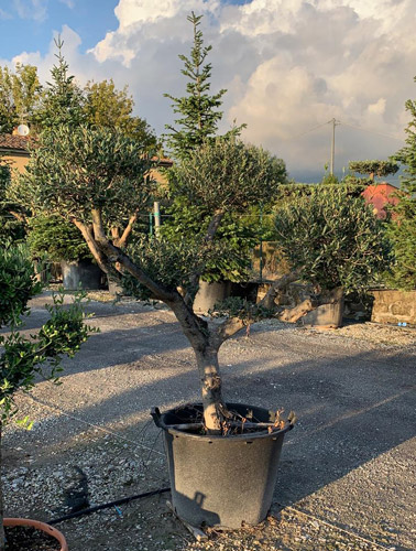 Pom Pom Olive Tree. Mature Topiary Olive Trees for Sale