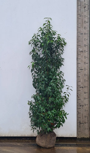 Portuguese Laurel Hedging Rootball Plants. Buy Prunus UK