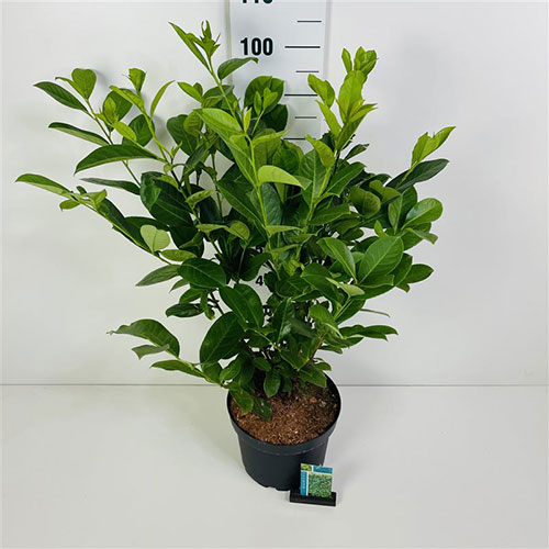 Prunus Laurocerasus Cherry Laurel Hedging Buy Online UK