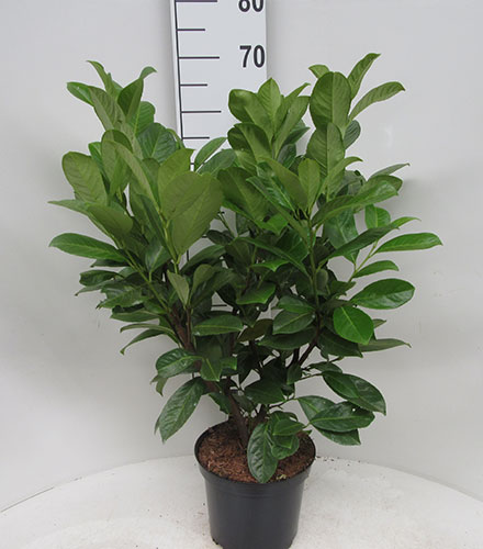 Prunus Laurocerasus Cherry Laurel Hedging Buy Online UK