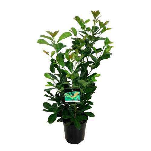 Prunus Laurocerasus Etna Hedging Cherry Laurel Etna Online