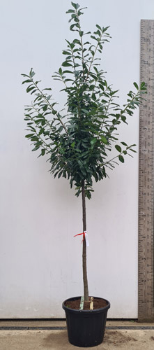 Prunus Laurocerasus Trees. Cherry Laurel Trees Buy Online UK