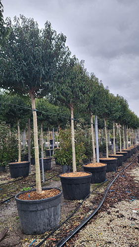 Prunus Lusitanica Full Standard Tree. Portuguese Laurel Tree