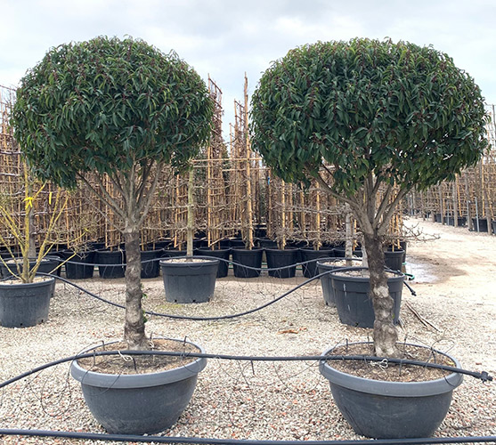 Portugese Laurel Tree. Prunus Lusitanica Topiary Full Standard Tree.