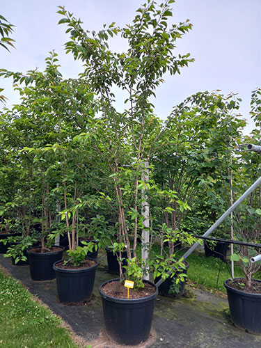 Prunus yedoensis or Yoshino Cherry Tree for Sale Online UK