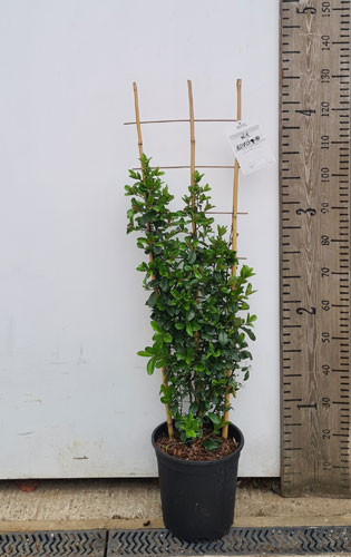 Pyracantha Shrubs For Sale. Golden Glow variety Buy Online UK