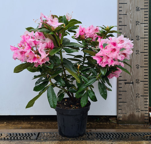 Rhododendron Albert Schweitzer for sale online UK