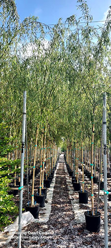 Weeping Willow Trees. Salix Babylonica. Specimen Trees UK