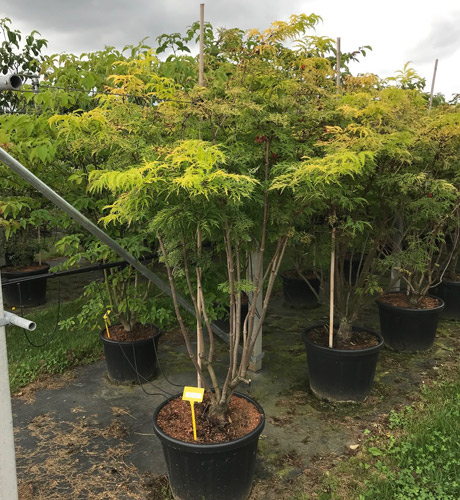 Sambucus Nigra Golden Tower Elderberry Golden Tower Upright