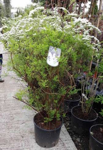 Image of Spirea Grefsheim shrub in pot