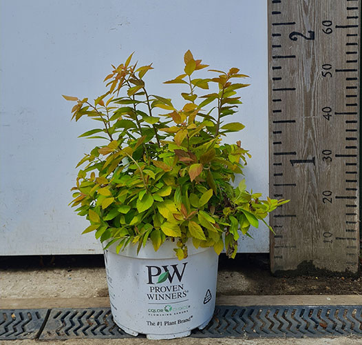 Spiraea Japonica Double Play Big Bang for Sale Online