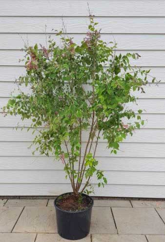 Syringa Microphylla Superba. Lilac Pink Flowering Buy UK