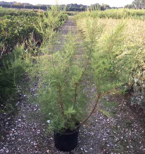 Tamarix Parviflora Small Flowered Tamarisk for Sale Online UK