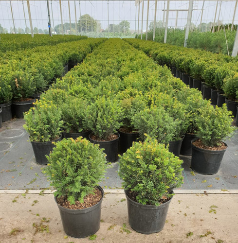 Taxus Baccata Ball, Yew Globes Buy Online UK