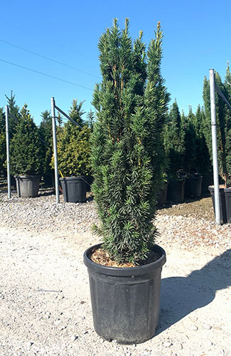 Taxus Baccata Fastigiata Irish Yew Trees Buy Online UK