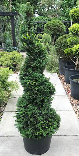 Yew Spirals Topiary Plants UK. Taxus Baccata Topiary Spirals