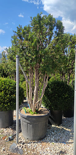 Taxus Media Hicksii Yew Hicksii - for Sale Online UK