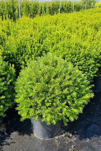 Taxus Media Groenland Yew Groenland Taxus Media Greenland