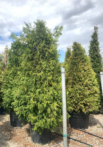 Thuja Brabant. White Cedar Brabant Hedging. Many Sizes