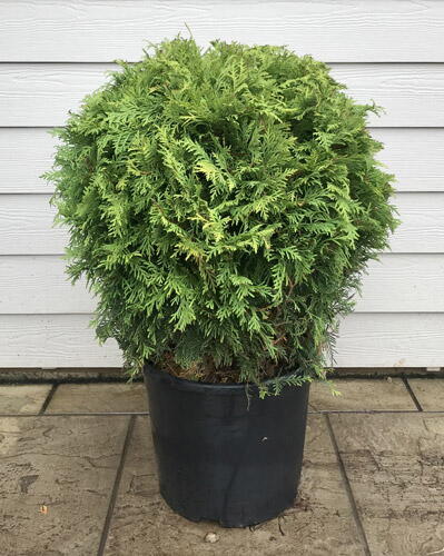 Thuja Occidentalis Golden Globe Thuja Golden Globe Dwarf