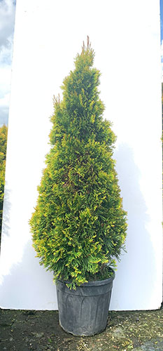 Thuja Golden Smaragd Northern White Cedar Golden Emerald