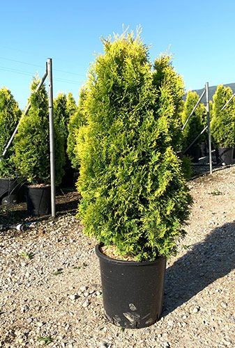 Thuja Golden Smaragd Northern White Cedar Golden Emerald