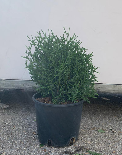 Thuja Occidentalis Tiny Tim. Dwarf Conifer Buy Online UK