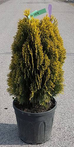 Thuja Orientalis Aurea Nana. Dwarf Golden Oriental Thuja