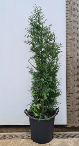 Thuja Plicata. Western Red Cedar Trees for Hedging. Buy Online UK