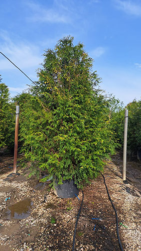 Thuja Plicata Western Red Cedar Trees for Hedging