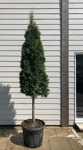 Thuja Smaragd Full Standard Trees for Evergreen Screening UK