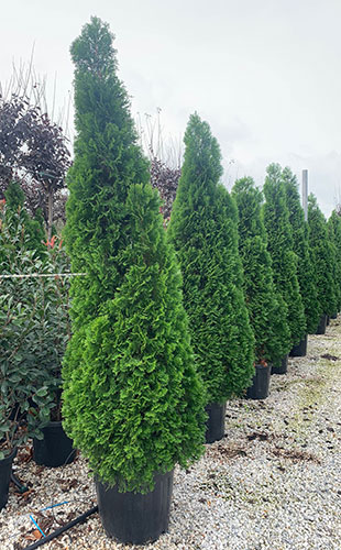 Thuja Smaragd Hedging. White Cedar Thuja Hedging