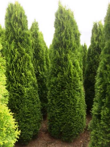 Thuja Occidentalis Smaragd UK. White Cedar Smaragd Online UK