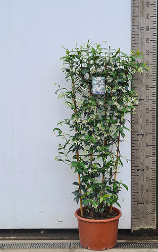 Trachelospermum Jasminoides. Star Jasmine. Evergreen Jasmine UK