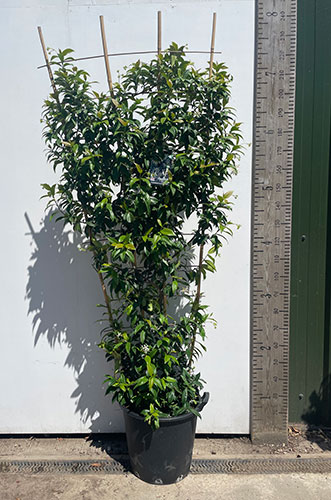 Trachelospermum Jasminoides. Star Jasmine. Evergreen Jasmine UK