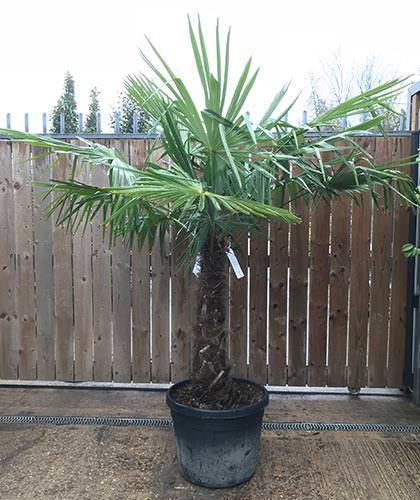 Trachycarpus Fortunei Chusan Palm Trees London & Online.