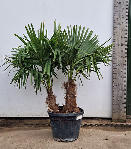 Trachycarpus Fortunei Chusan Palm Trees London & Online.