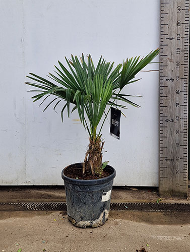 Trachycarpus Fortunei Chusan Palm Trees London & Online.