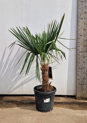 Trachycarpus Fortunei Chusan Palm Trees London & Online.