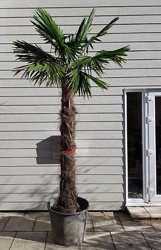 Trachycarpus Fortunei Chusan Palm Trees London & Online.