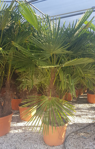 Trachycarpus Fortunei Chusan Palm Trees London & Online.