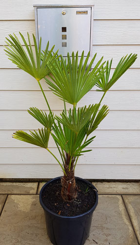 Trachycarpus Wagnerianus. Miniature Chusan Palm Tree. Palms UK