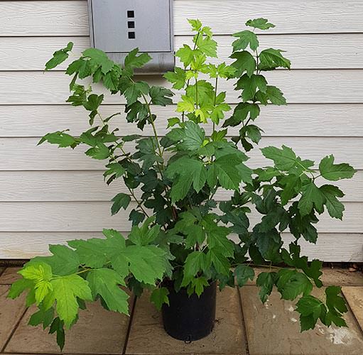 Viburnum Opulus Compactum. The Guelder Rose. Buy Online UK