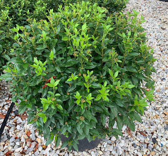 Viburnum Tinus Eve Price for Sale Online UK Mature Specimens