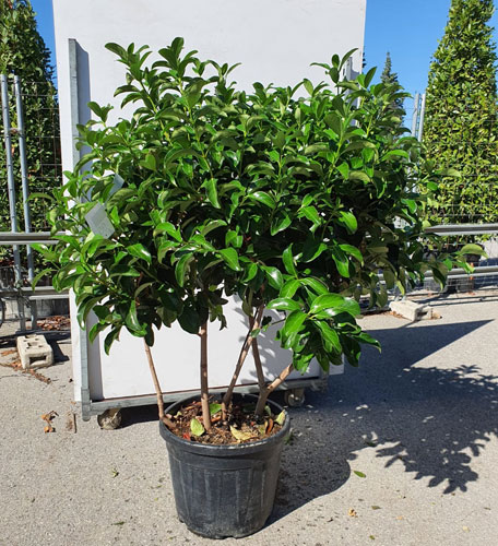 Viburnum Tinus Lucidum Hedging Shrubs Viburnum Tinus Hedging