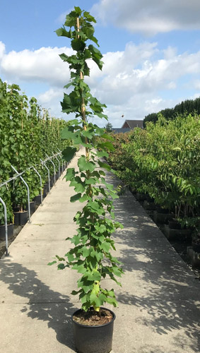 Vitis Coignetiae Buy Crimson Glory Vine Climber