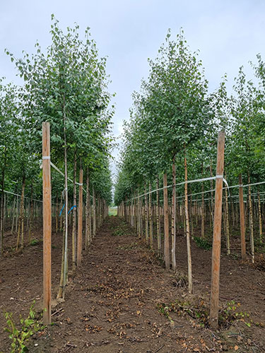 Weeping Silver Birch. Betula Utilis Pendula. Tree Nursery UK