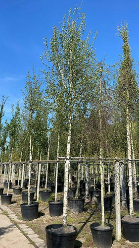 Weeping Silver Birch. Betula Utilis Pendula. Tree Nursery Uk